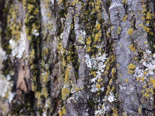 树皮的细部被时间侵蚀了一个百年的公园里的植物Te — 图库照片
