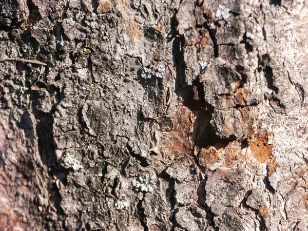 Detalhe Casca Erodida Pelo Tempo Planta Parque Centenário — Fotografia de Stock