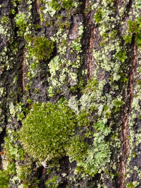 Texturas Arranhões Casca Com Musgo Causado Pelo Tempo Tex — Fotografia de Stock