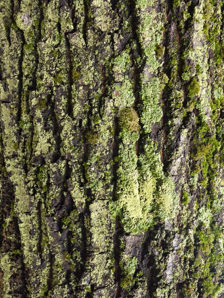 树皮上的纹理和划痕都是时间造成的苔藓 Tex — 图库照片