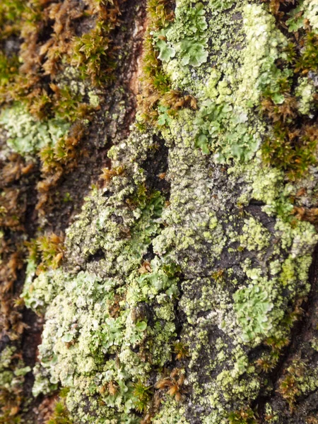 Textures Rayures Sur Écorce Avec Mousse Causée Par Temps Tex — Photo