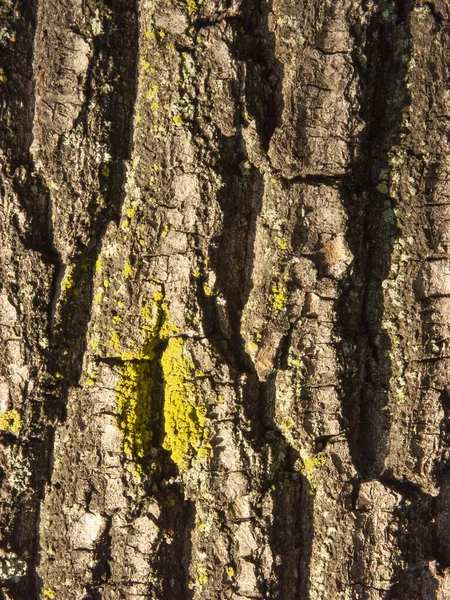 Texturas Arranhões Casca Com Musgo Causado Pelo Tempo Tex — Fotografia de Stock