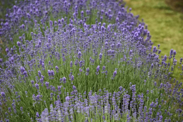 Lavender field blooming in Melbourne — Stock Photo, Image