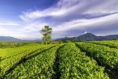 Long Coc Yeşil Çay Tepesi, Phu Tho, Vietnam.