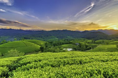 Long Coc Yeşil Çay Tepesi, Phu Tho, Vietnam.