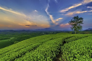 Long Coc Yeşil Çay Tepesi, Phu Tho, Vietnam.