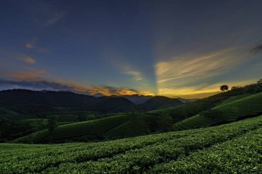 Long Coc Yeşil Çay Tepesi, Phu Tho, Vietnam.