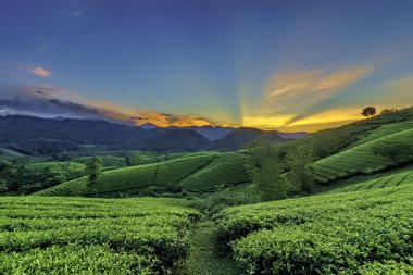 Long Coc Yeşil Çay Tepesi, Phu Tho, Vietnam.