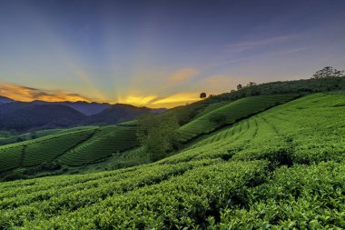 Long Coc Yeşil Çay Tepesi, Phu Tho, Vietnam.