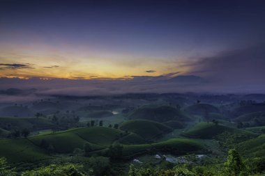 Long Coc Yeşil Çay Tepesi, Phu Tho, Vietnam.