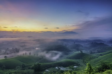 Long Coc Yeşil Çay Tepesi, Phu Tho, Vietnam.
