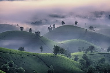 Long Coc Yeşil Çay Tepesi, Phu Tho, Vietnam.