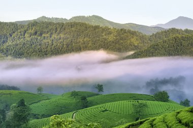 Long Coc Yeşil Çay Tepesi, Phu Tho, Vietnam.