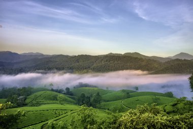 Long Coc Yeşil Çay Tepesi, Phu Tho, Vietnam.