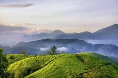 Long Coc Yeşil Çay Tepesi, Phu Tho, Vietnam.