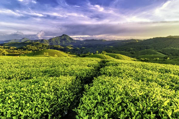 Long Coc Yeşil Çay Tepesi, Phu Tho, Vietnam.