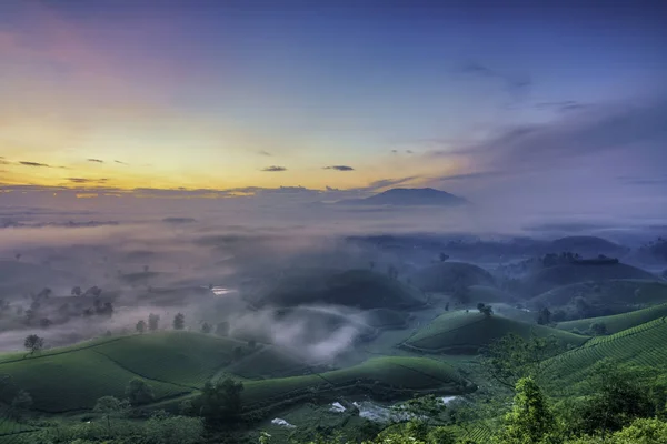 Overview of Long Coc green tea hill, Phu Tho, Vietnam. — Stock Photo, Image