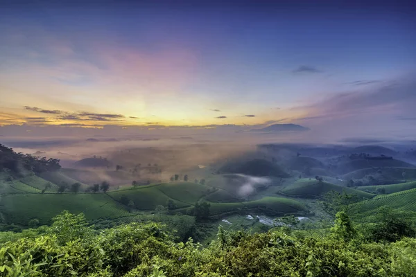 Long Coc Yeşil Çay Tepesi, Phu Tho, Vietnam.