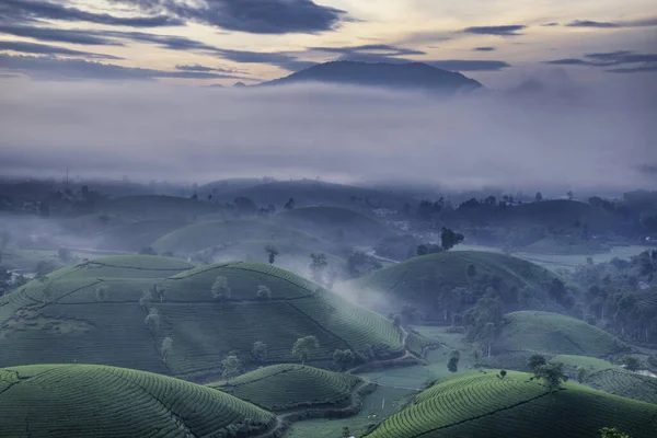 Overview of Long Coc green tea hill, Phu Tho, Vietnam. — Stock Photo, Image