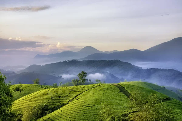 Long Coc Yeşil Çay Tepesi, Phu Tho, Vietnam.