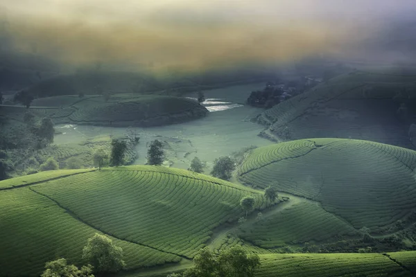 Vue d'ensemble de Long Coc Green Tea Hill, Phu Tho, Vietnam . — Photo