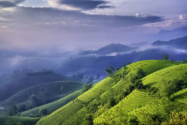 Long Coc Yeşil Çay Tepesi, Phu Tho, Vietnam.