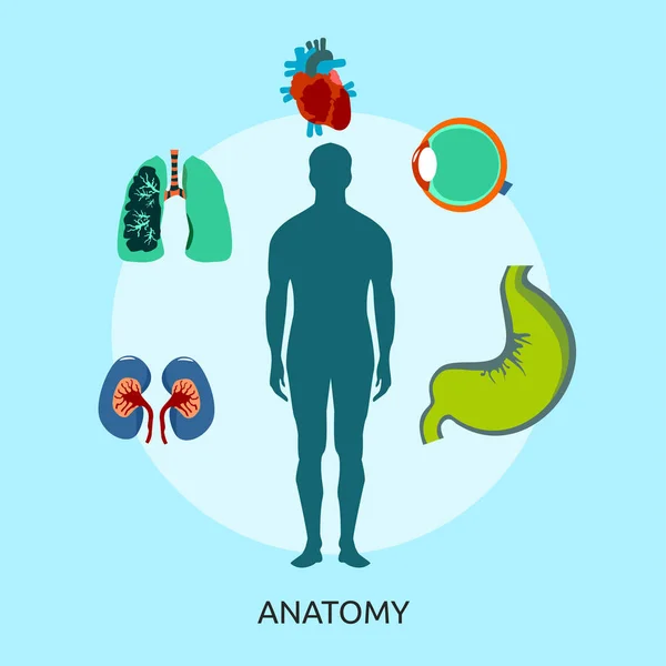 Anatomie Conception conceptuelle — Image vectorielle
