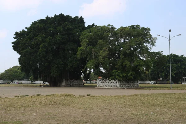 Banyan Baum Zwillingsbaum Indonesischer Park Natur Asiatischer Park — Stockfoto