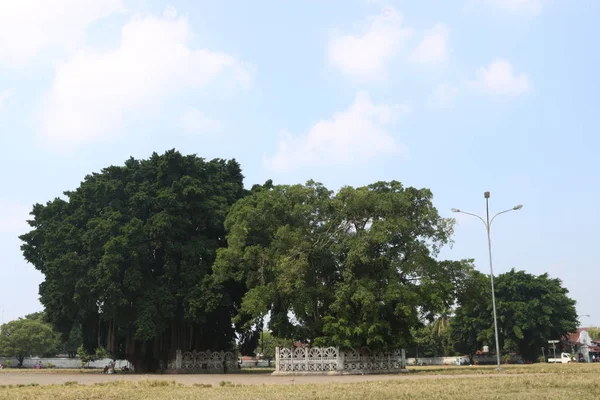 Banyan Baum Zwillingsbaum Indonesischer Park Natur Asiatischer Park — Stockfoto