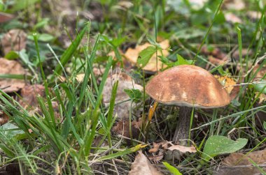 Brown Birch otlar (Leccinum scabrum arasında büyüyen Bolete)