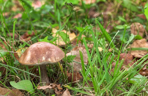 Bolete de bétula marrom crescendo entre a grama (Leccinum scabrum ) — Fotografia de Stock