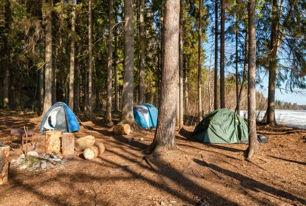 Tourist camp with tents in a pine forest near the lake in early spring