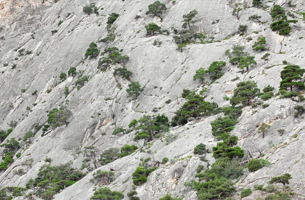 Parete di montagna che cresce sui suoi alberi di ginepro — Foto Stock