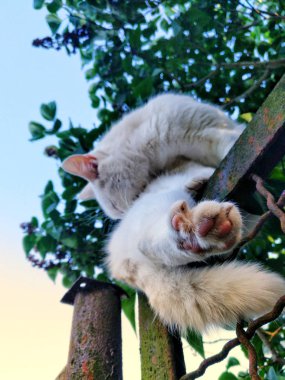 Kedi beş verir, kedi de hayvan görene kadar çitin üstünde durur.