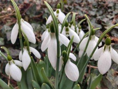 Önce Vizibaba çiçekleri, bahar duyurusu