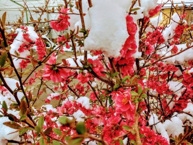 Karlı çiçeklerin dalları