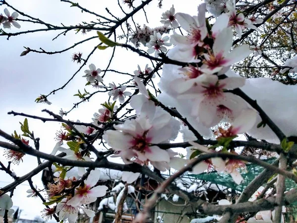 Branches in flower with snow