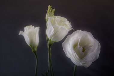 Güzel bahar çiçekleri yakın plan