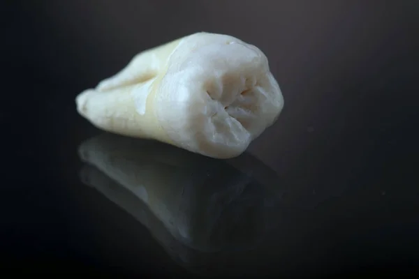 黒い背景に人間の歯の隔離されたオブジェクト — ストック写真