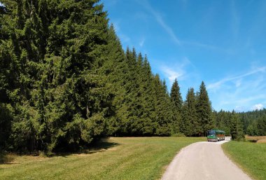Yaz baharı yeşil doğa yürüyüşü ve bir orman yolunda uzun bir yürüyüşe çıkmak bir ağacın yanında sağlıklı temiz havanın tadını çıkarmak.