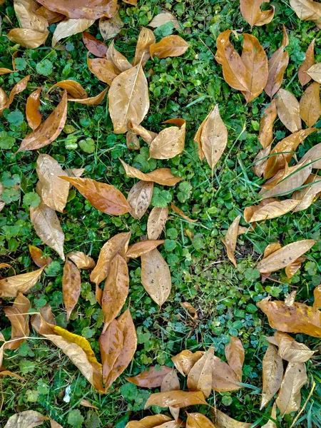 Grama verde na natureza no chão coberto com folhas de outono amarelo queda como um papel de parede fundo natural — Fotografia de Stock