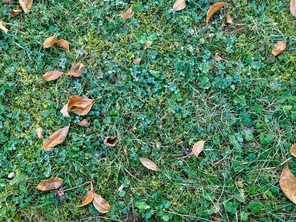 Autumn fall wallpaper of old yellow leaves fallen on the green grass ground in the nature background