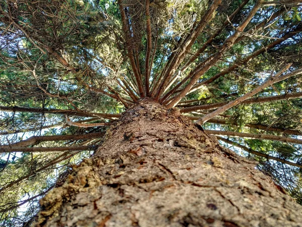 Vista desde el suelo de pino árbol siempreverde con ramas y textura de madera de primer plano como fondo de pantalla natural —  Fotos de Stock