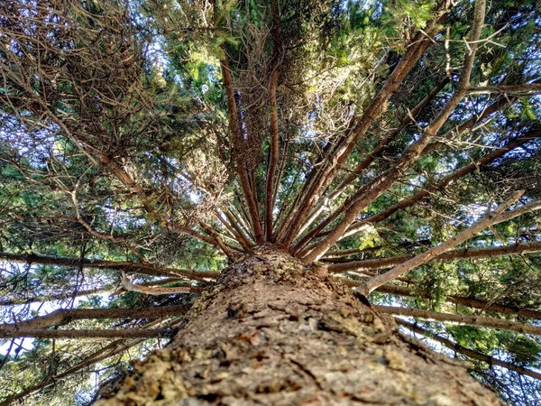 Θέα από το έδαφος του πεύκου αειθαλές δέντρο με κλαδιά και ξύλινη υφή closeup ως φυσικό φόντο ταπετσαρία σε μια ηλιόλουστη μέρα — Φωτογραφία Αρχείου