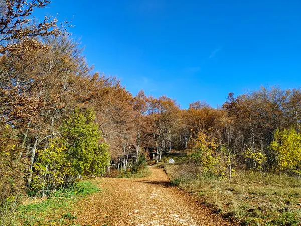 Schöne Aussicht auf die Natur im sonnigen Herbstherbsttag mit Pfad in der Mitte und Wald an den Seiten mit bunten gelben alten Blättern an den Bäumen und blauem Himmel — Stockfoto