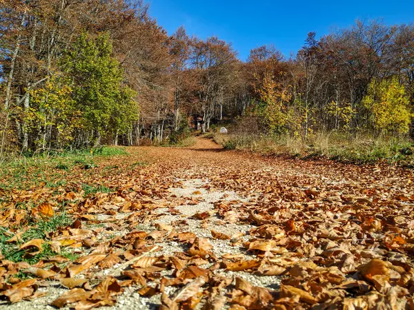 Gelbe alte Blätter auf dem Boden an einem schönen sonnigen Herbsttag in der Natur mit buntem Wald im Hintergrund — Stockfoto