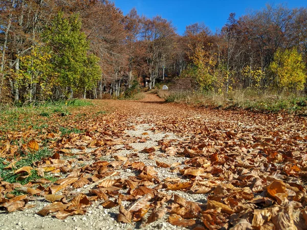 Yellow old leaves on the path on a beautiful sunny autumn fall day in the nature with colorful forest in the background — Stock Photo, Image