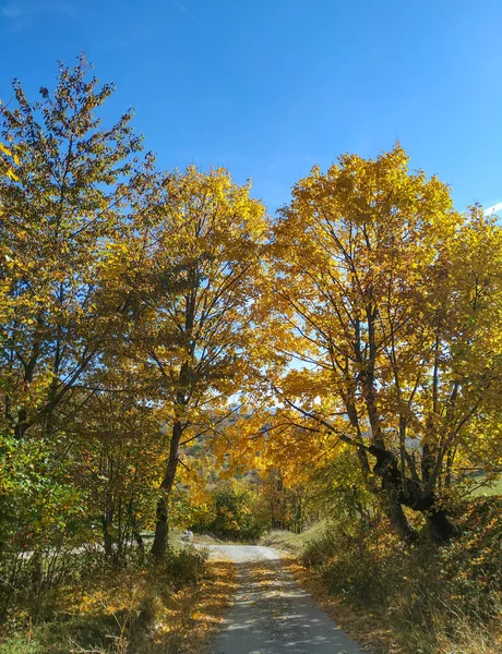 Schotterpfad zwischen zwei Ahornbäumen in bosnischen Bergen. klarer blauer, sonniger Himmel im Herbst Herbst mit gelben und orangen Blattfarben. — Stockfoto