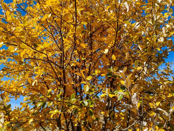 Золотисто-желтые листья на дереве крупным планом рисунок фона текстура осенней осени природа меняющихся сезонных циклов — стоковое фото