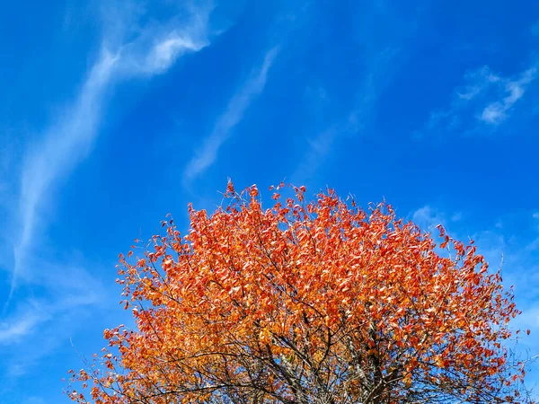 Hojas de oro rojo y naranja en un árbol con cielo azul en el fondo como un hermoso fondo de pantalla marco de los cambios de estación durante el otoño —  Fotos de Stock